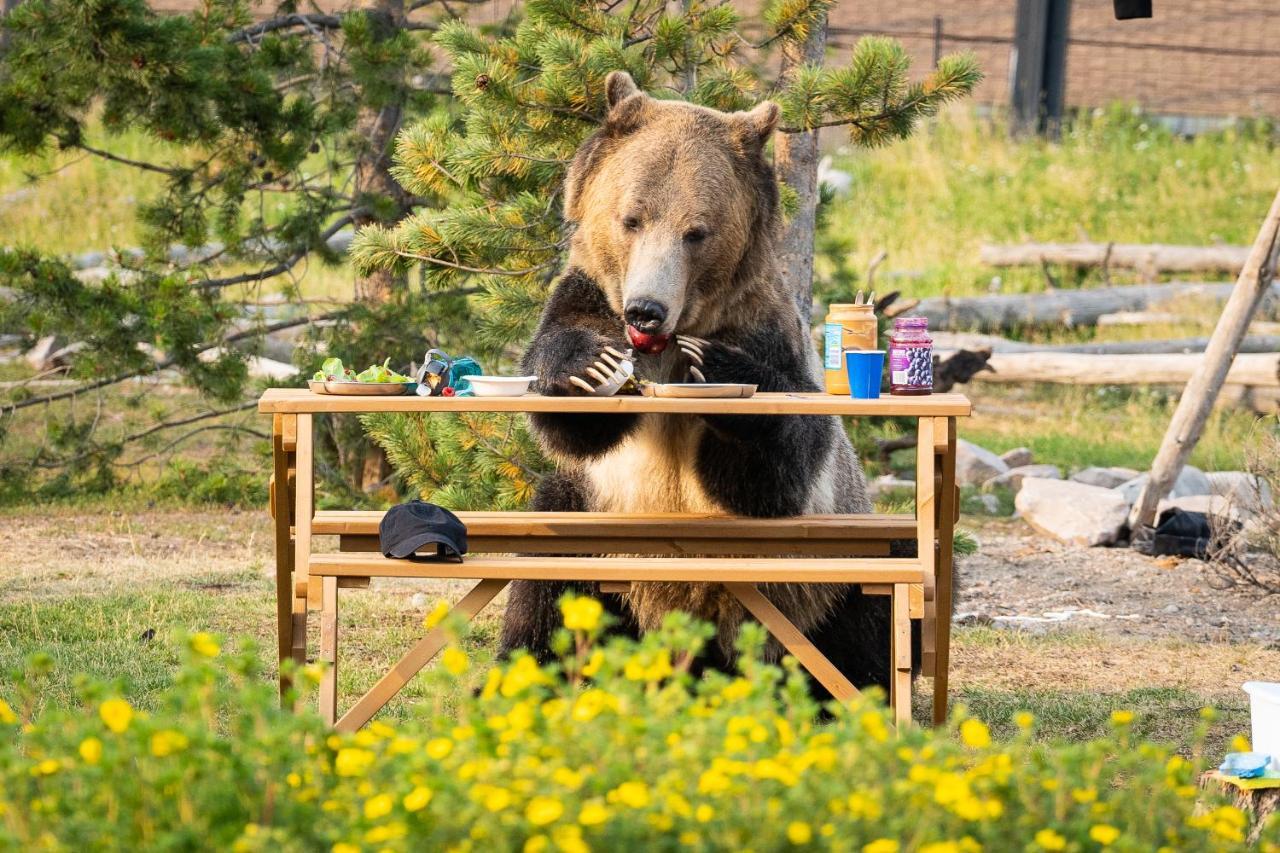 Baby Bear Cabin Villa เวสต์เยลโลว์สโตน ภายนอก รูปภาพ